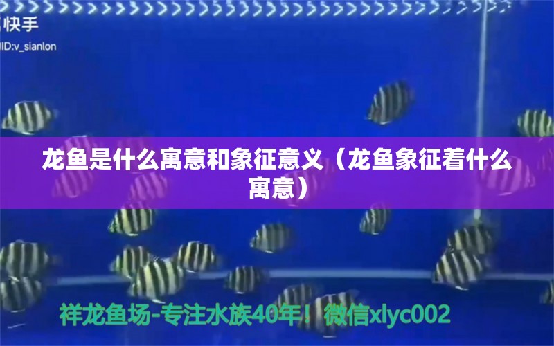 龙鱼是什么寓意和象征意义（龙鱼象征着什么寓意） 其他宠物