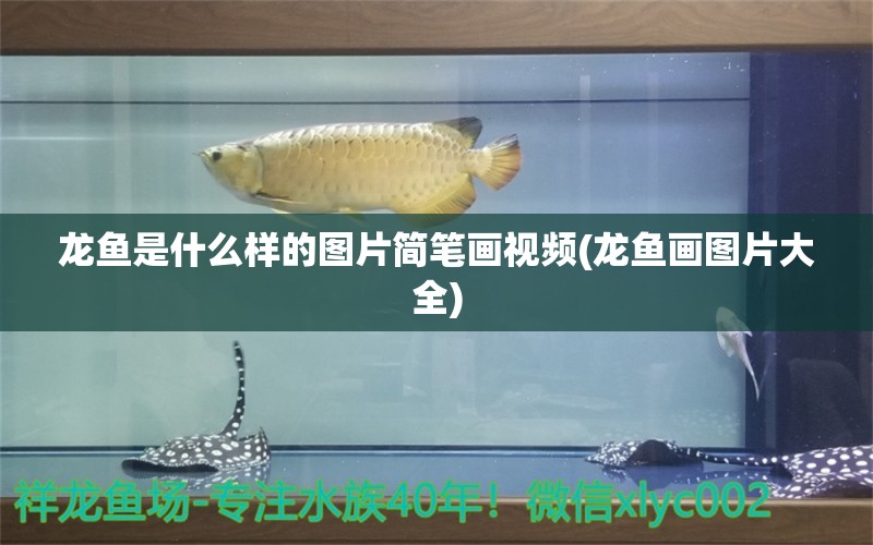 龙鱼是什么样的图片简笔画视频(龙鱼画图片大全)