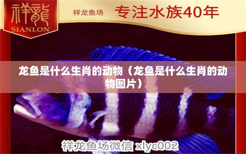 龙鱼是什么生肖的动物（龙鱼是什么生肖的动物图片） 广州龙鱼批发市场