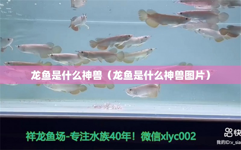 龙鱼是什么神兽（龙鱼是什么神兽图片） 广州龙鱼批发市场