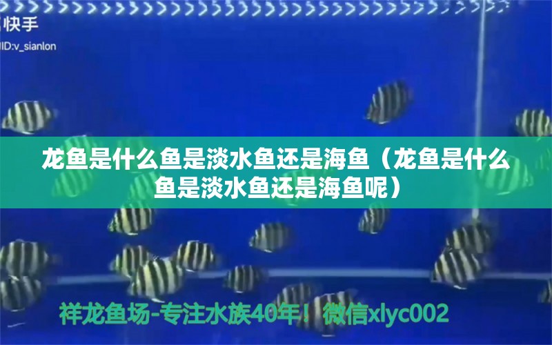 龙鱼是什么鱼是淡水鱼还是海鱼（龙鱼是什么鱼是淡水鱼还是海鱼呢） 广州龙鱼批发市场