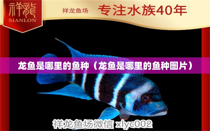 龙鱼是哪里的鱼种（龙鱼是哪里的鱼种图片） 祥龙水族医院