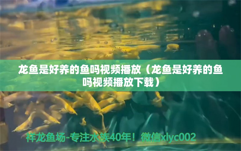 龙鱼是好养的鱼吗视频播放（龙鱼是好养的鱼吗视频播放下载） 祥龙水族医院