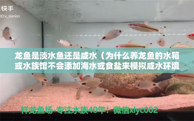 龙鱼是淡水鱼还是咸水（为什么养龙鱼的水箱或水族馆不会添加海水或食盐来模拟咸水环境） 水族问答 第2张