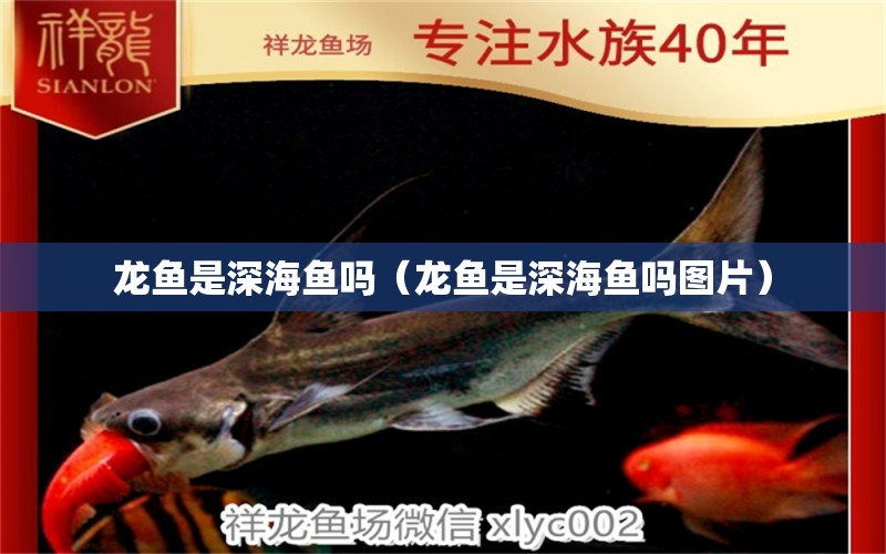 龙鱼是深海鱼吗（龙鱼是深海鱼吗图片） 广州龙鱼批发市场