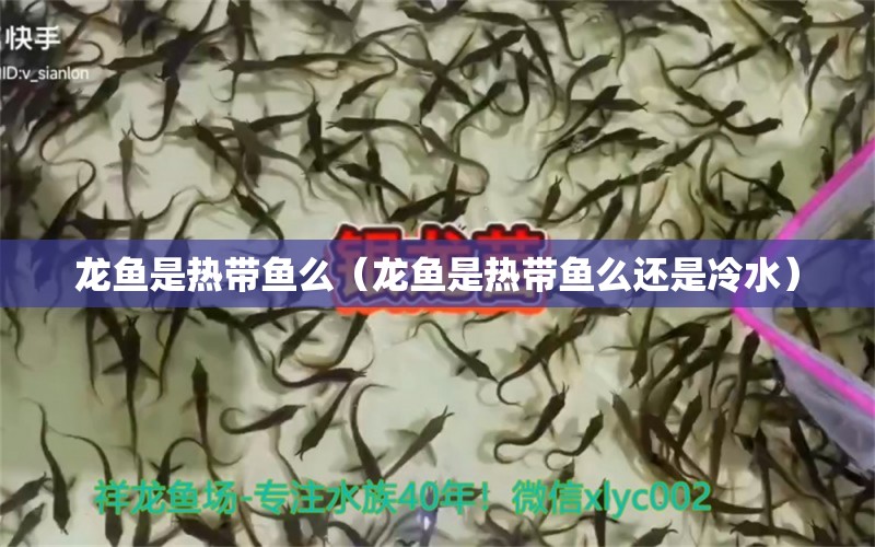 龙鱼是热带鱼么（龙鱼是热带鱼么还是冷水） 观赏鱼