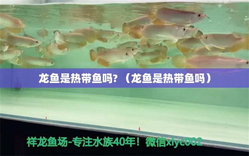 龙鱼是热带鱼吗? （龙鱼是热带鱼吗）