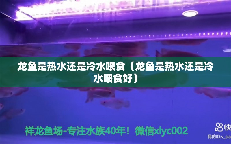 龙鱼是热水还是冷水喂食（龙鱼是热水还是冷水喂食好）