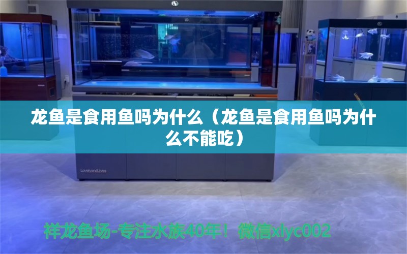 龙鱼是食用鱼吗为什么（龙鱼是食用鱼吗为什么不能吃） 广州龙鱼批发市场