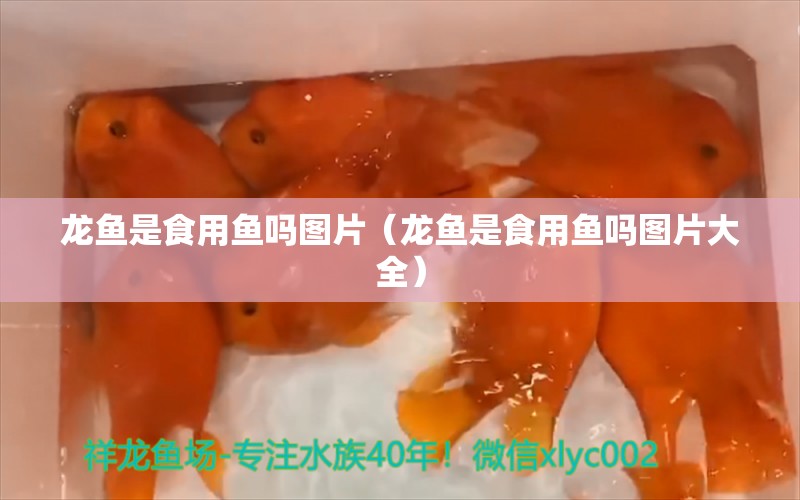 龙鱼是食用鱼吗图片（龙鱼是食用鱼吗图片大全） 广州龙鱼批发市场