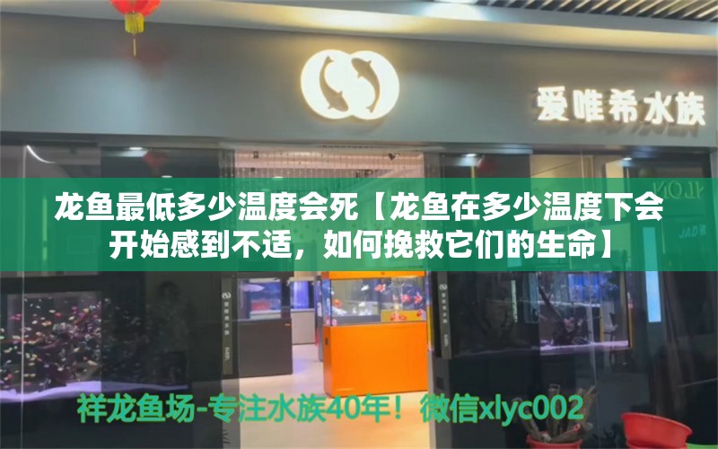 龙鱼最低多少温度会死【龙鱼在多少温度下会开始感到不适，如何挽救它们的生命】