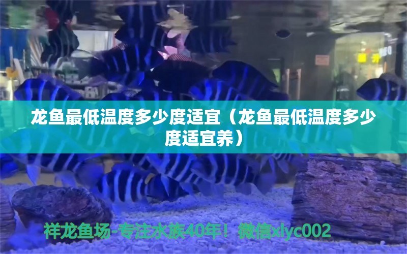 龙鱼最低温度多少度适宜（龙鱼最低温度多少度适宜养）