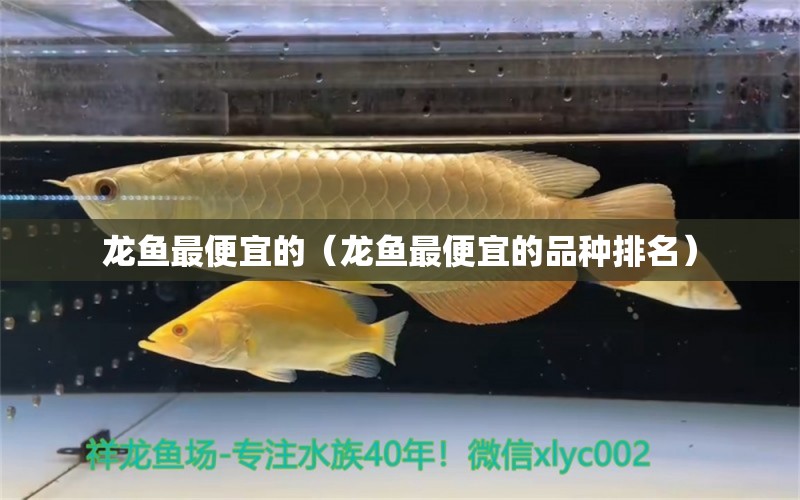 龙鱼最便宜的（龙鱼最便宜的品种排名）