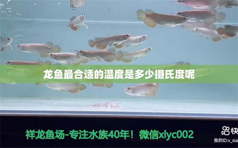 龙鱼最合适的温度是多少摄氏度呢 龙鱼百科 第2张