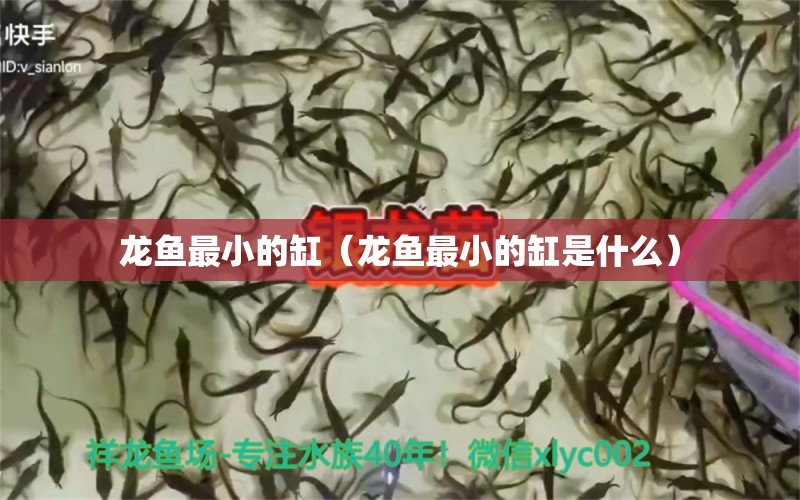 龙鱼最小的缸（龙鱼最小的缸是什么） 祥龙鱼场