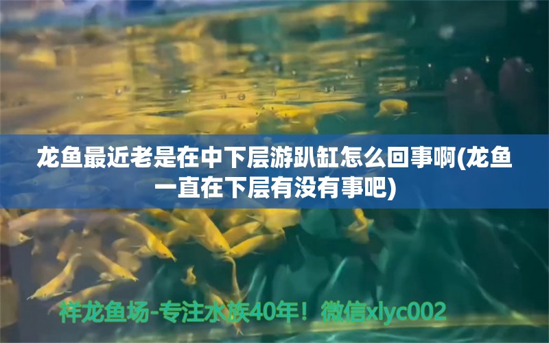 龙鱼最近老是在中下层游趴缸怎么回事啊(龙鱼一直在下层有没有事吧)