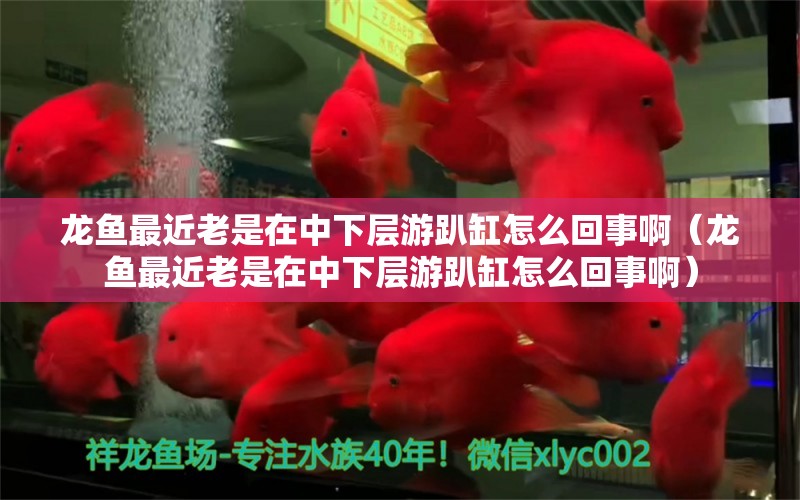 龙鱼最近老是在中下层游趴缸怎么回事啊（龙鱼最近老是在中下层游趴缸怎么回事啊）