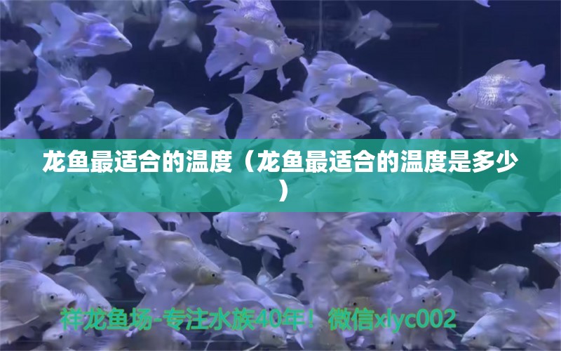 龙鱼最适合的温度（龙鱼最适合的温度是多少） 祥龙水族医院