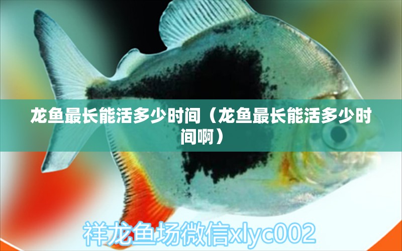 龙鱼最长能活多少时间（龙鱼最长能活多少时间啊） 祥龙水族医院