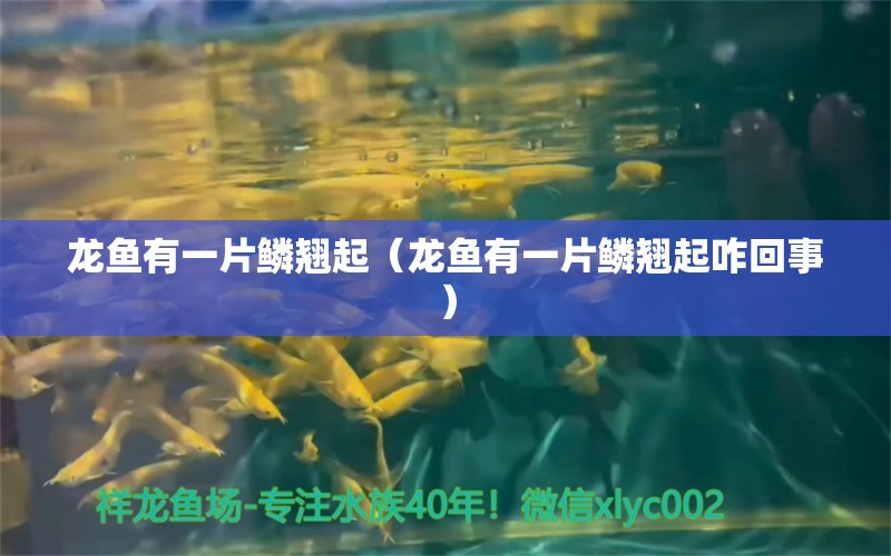 龙鱼有一片鳞翘起（龙鱼有一片鳞翘起咋回事） 广州龙鱼批发市场