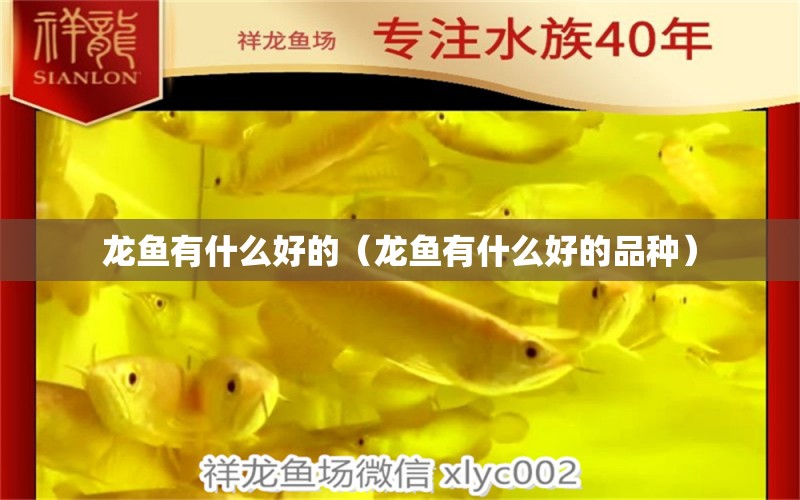龙鱼有什么好的（龙鱼有什么好的品种） 广州龙鱼批发市场