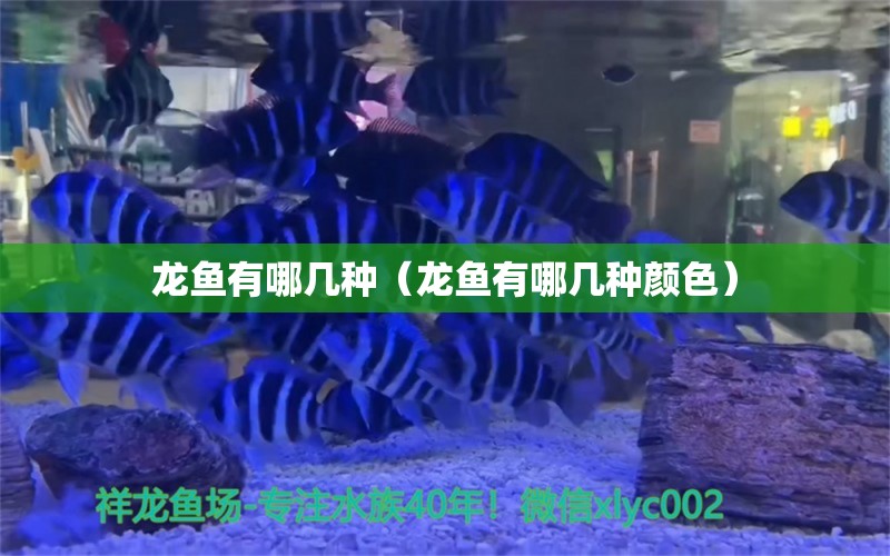 龙鱼有哪几种（龙鱼有哪几种颜色） 广州龙鱼批发市场