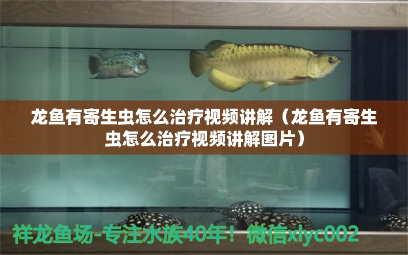 龙鱼有寄生虫怎么治疗视频讲解（龙鱼有寄生虫怎么治疗视频讲解图片）