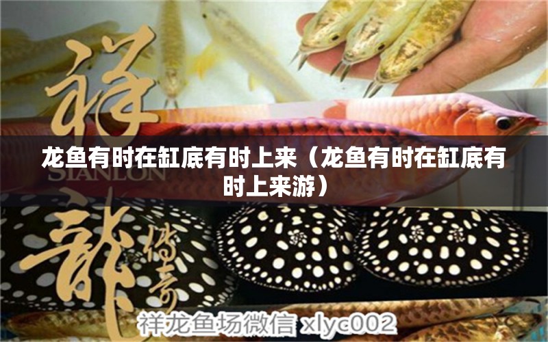 龙鱼有时在缸底有时上来（龙鱼有时在缸底有时上来游） 广州龙鱼批发市场