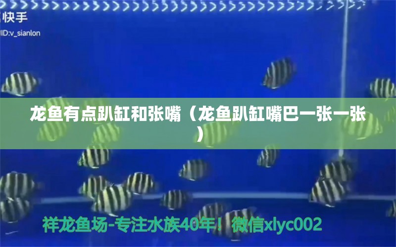 龙鱼有点趴缸和张嘴（龙鱼趴缸嘴巴一张一张） 广州龙鱼批发市场