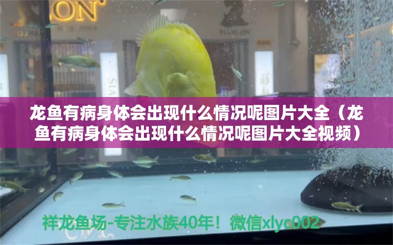 龙鱼有病身体会出现什么情况呢图片大全（龙鱼有病身体会出现什么情况呢图片大全视频） 龙鱼疾病与治疗