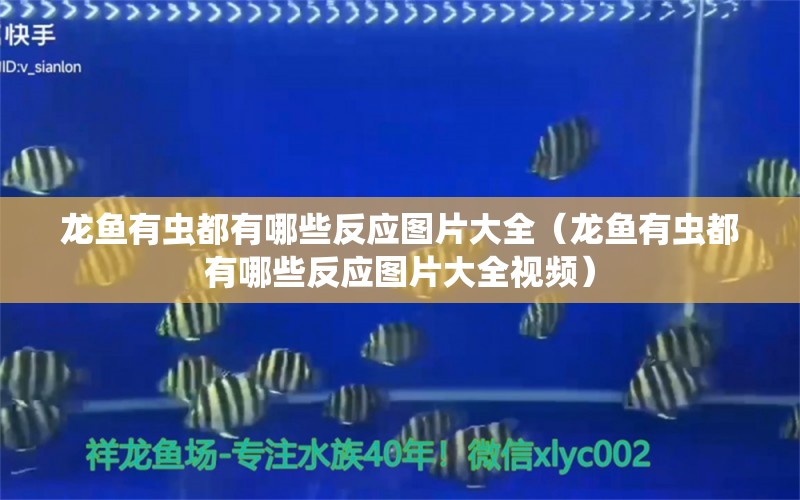 龙鱼有虫都有哪些反应图片大全（龙鱼有虫都有哪些反应图片大全视频） 龙鱼疾病与治疗