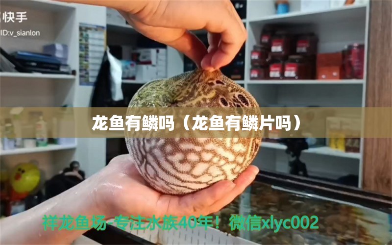 龙鱼有鳞吗（龙鱼有鳞片吗）