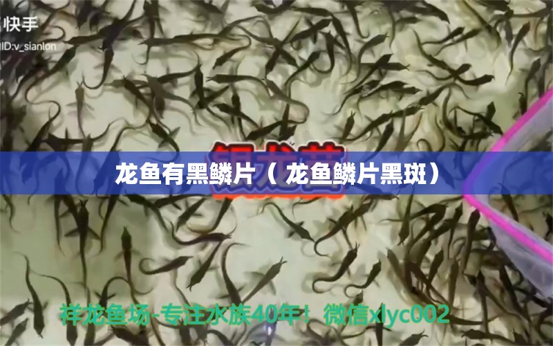 龙鱼有黑鳞片（ 龙鱼鳞片黑斑）