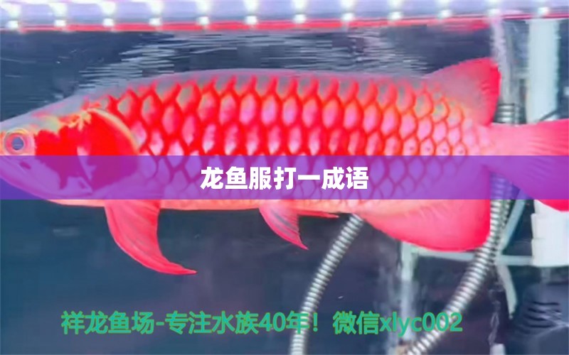 龙鱼服打一成语 水族问答 第1张