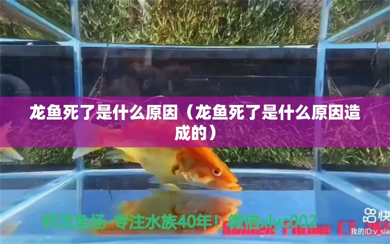 龙鱼死了是什么原因（龙鱼死了是什么原因造成的） 广州龙鱼批发市场