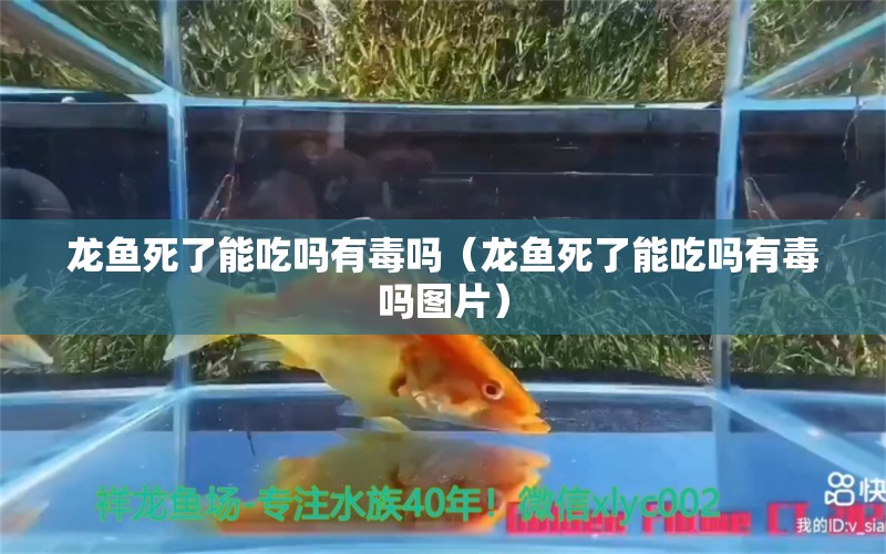 龙鱼死了能吃吗有毒吗（龙鱼死了能吃吗有毒吗图片） 观赏鱼