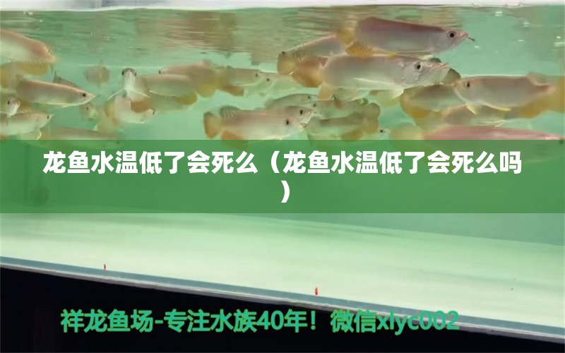 龙鱼水温低了会死么（龙鱼水温低了会死么吗） 广州龙鱼批发市场