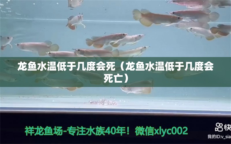 龙鱼水温低于几度会死（龙鱼水温低于几度会死亡） 广州龙鱼批发市场