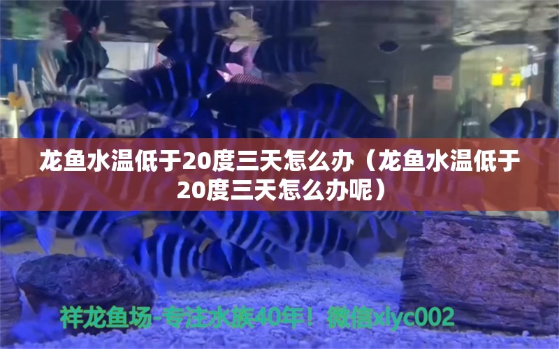 龙鱼水温低于20度三天怎么办（龙鱼水温低于20度三天怎么办呢） 广州龙鱼批发市场