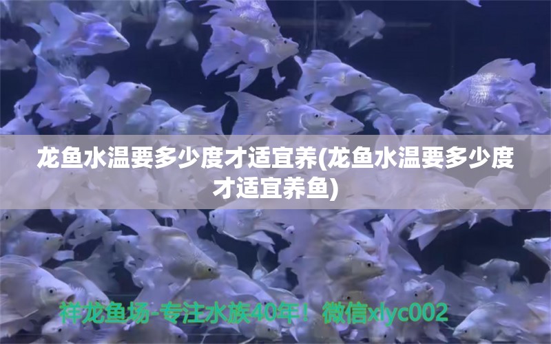 龙鱼水温要多少度才适宜养(龙鱼水温要多少度才适宜养鱼) 鱼缸百科 第1张