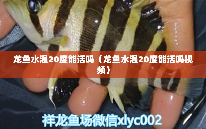 龙鱼水温20度能活吗（龙鱼水温20度能活吗视频）