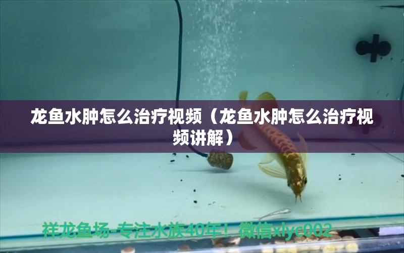 龙鱼水肿怎么治疗视频（龙鱼水肿怎么治疗视频讲解） 广州龙鱼批发市场