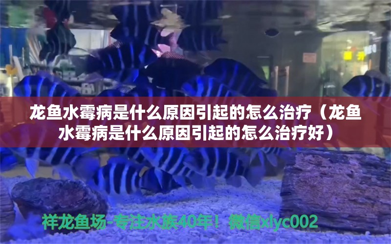 龙鱼水霉病是什么原因引起的怎么治疗（龙鱼水霉病是什么原因引起的怎么治疗好） 龙鱼疾病与治疗