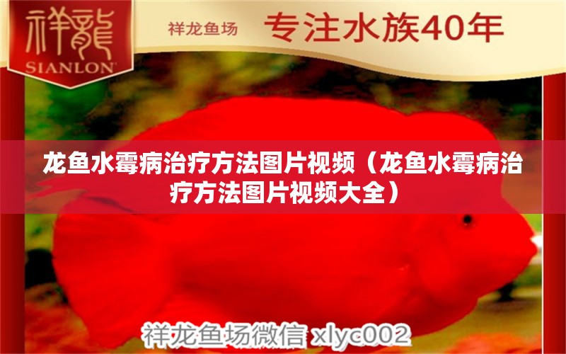 龙鱼水霉病治疗方法图片视频（龙鱼水霉病治疗方法图片视频大全）