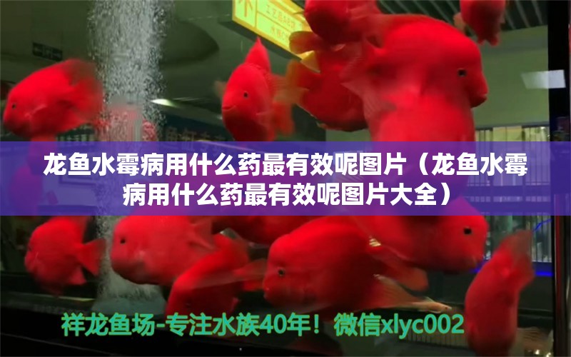 龙鱼水霉病用什么药最有效呢图片（龙鱼水霉病用什么药最有效呢图片大全）