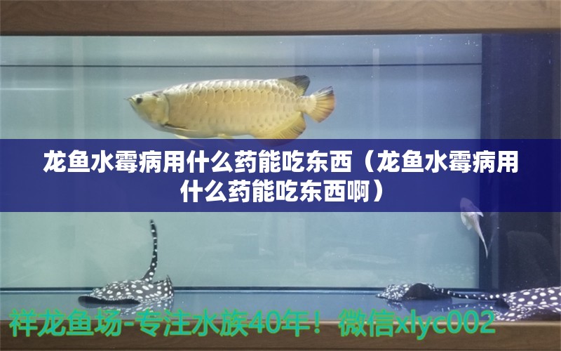 龙鱼水霉病用什么药能吃东西（龙鱼水霉病用什么药能吃东西啊） 龙鱼疾病与治疗