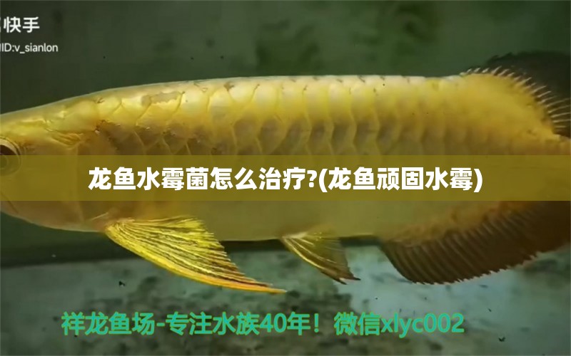 龙鱼水霉菌怎么治疗?(龙鱼顽固水霉)