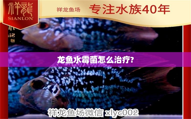 龙鱼水霉菌怎么治疗?