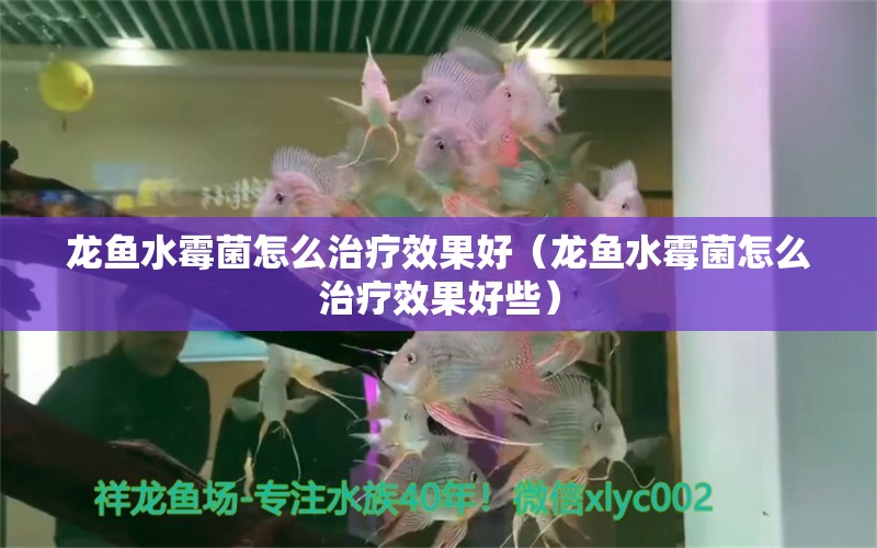 龙鱼水霉菌怎么治疗效果好（龙鱼水霉菌怎么治疗效果好些）