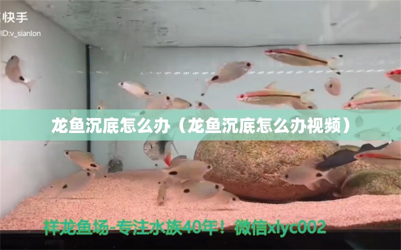 龙鱼沉底怎么办（龙鱼沉底怎么办视频）